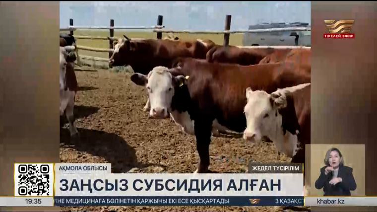 Ақмола облысында мал шаруашылығына берілген 50 млн теңге субсидия жымқырылды