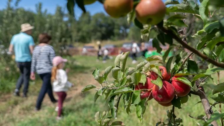 Казахстанские садоводы увеличивают переработку продукции